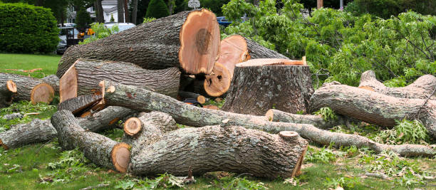 Reliable Blackville, SC Tree Removal Services Solutions