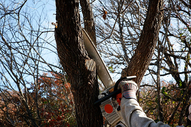 Best Tree Cabling and Bracing  in Blackville, SC