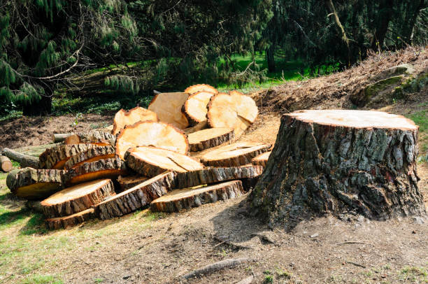 How Our Tree Care Process Works  in  Blackville, SC